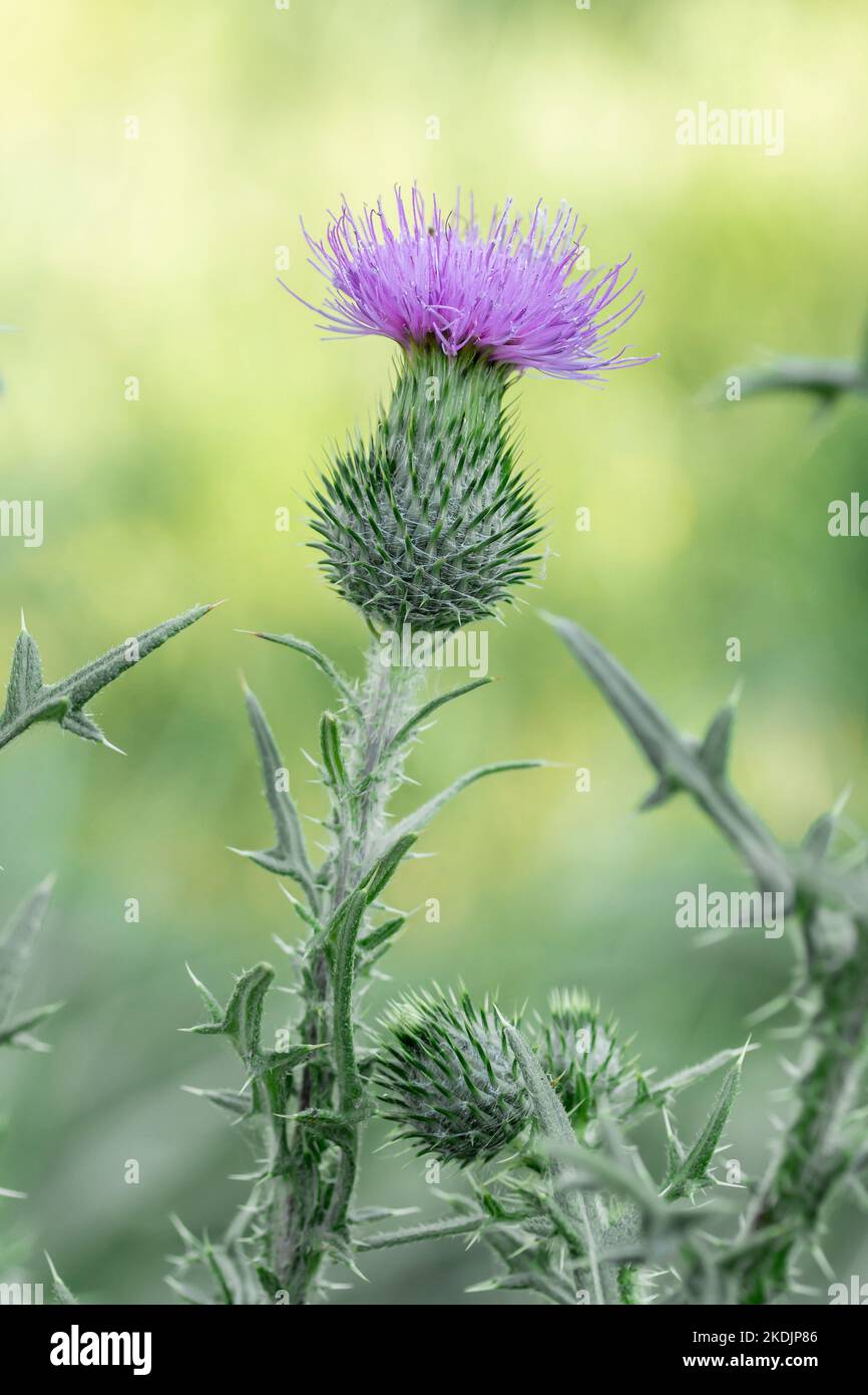 Spear thistle (Cirsium vulgare), Vaucluse, France Stock Photo Alamy