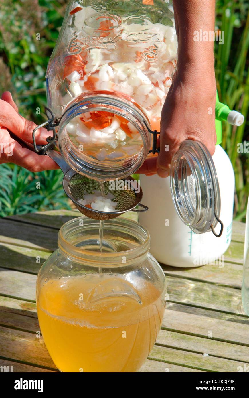 Onion cold maceration, natural insecticide Stock Photo Alamy