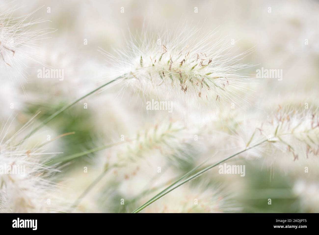 Feathertop grass (Pennisetum villosum), Vaucluse, France Stock Photo