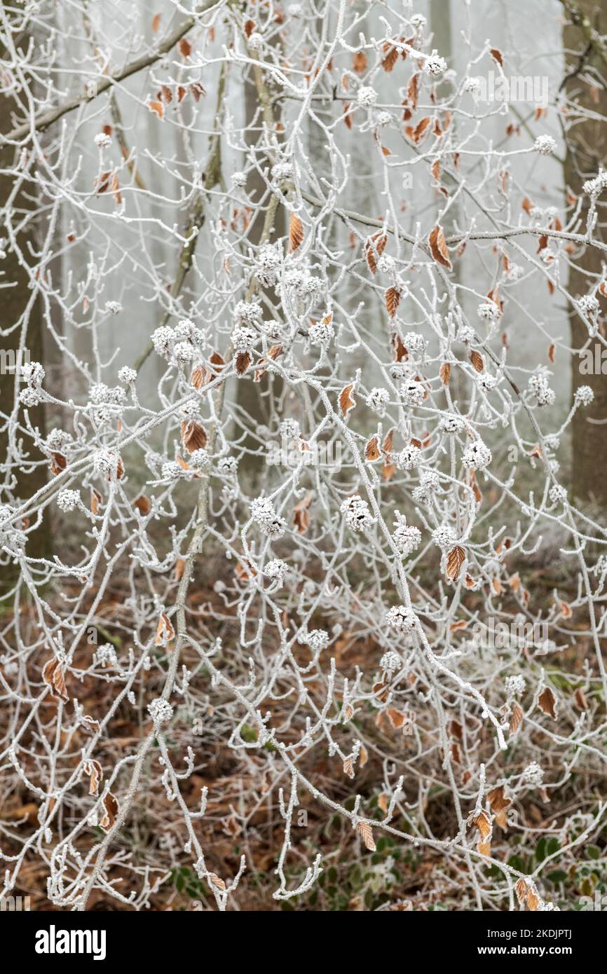 Frosted fruits on branches of Common Beech (Fagus sylvatica) in winter ...