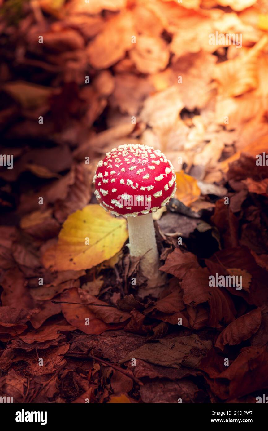 Fly Agaric (Amanita muscaria) in undergrowth, Northern Vosges, Moselle, France Stock Photo
