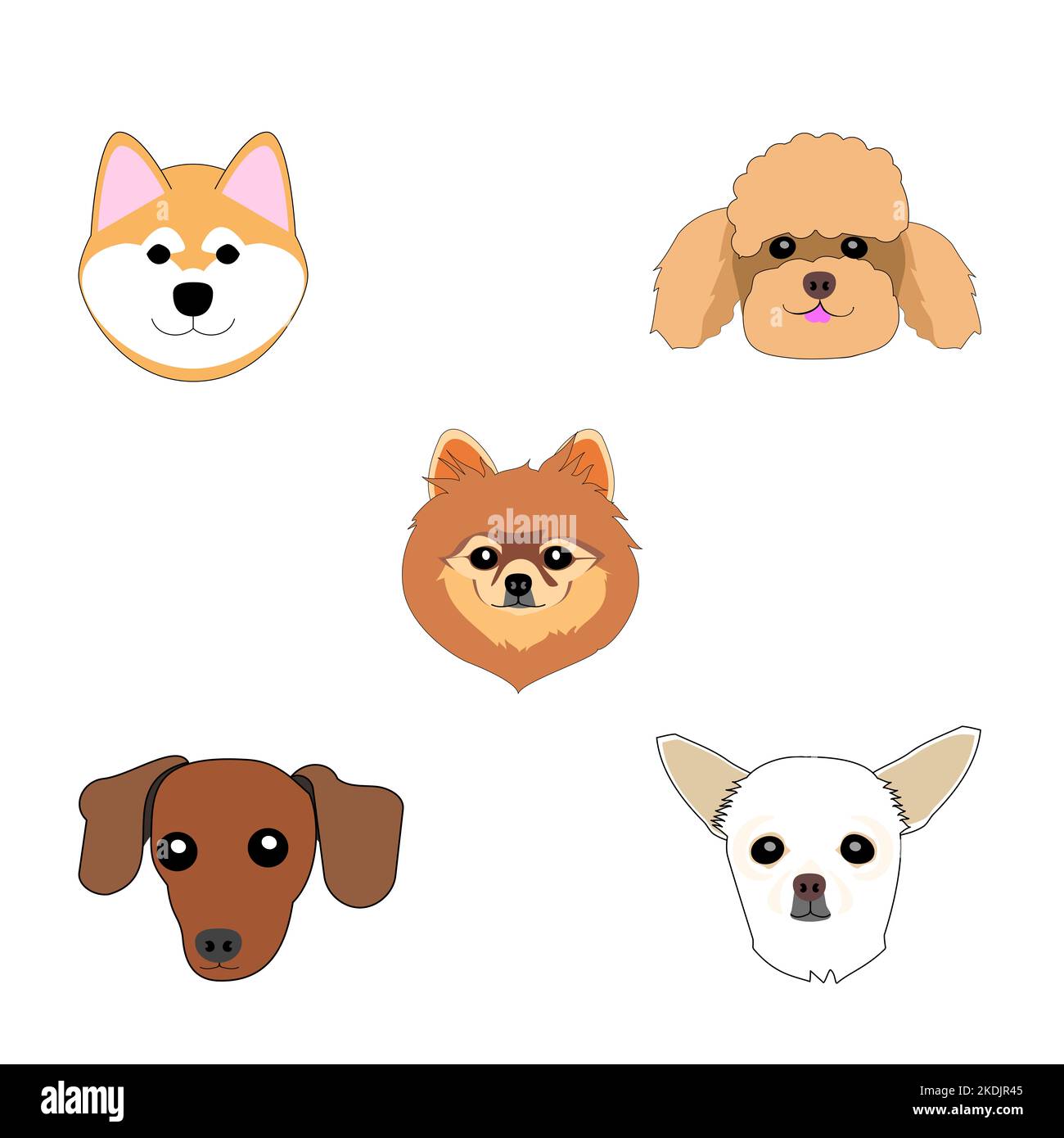 poodle, toy poodle, chihuahua, shiba inu, pomeranian puppy, dachshund Stock Photo