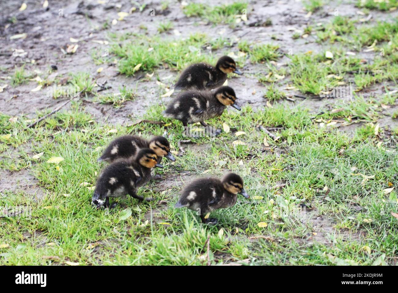 Five little ducks hi-res stock photography and images - Alamy