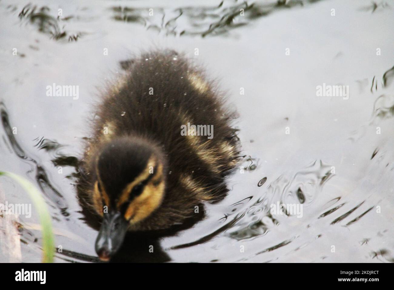 Little duckling swims to the shore to mom Stock Photo - Alamy