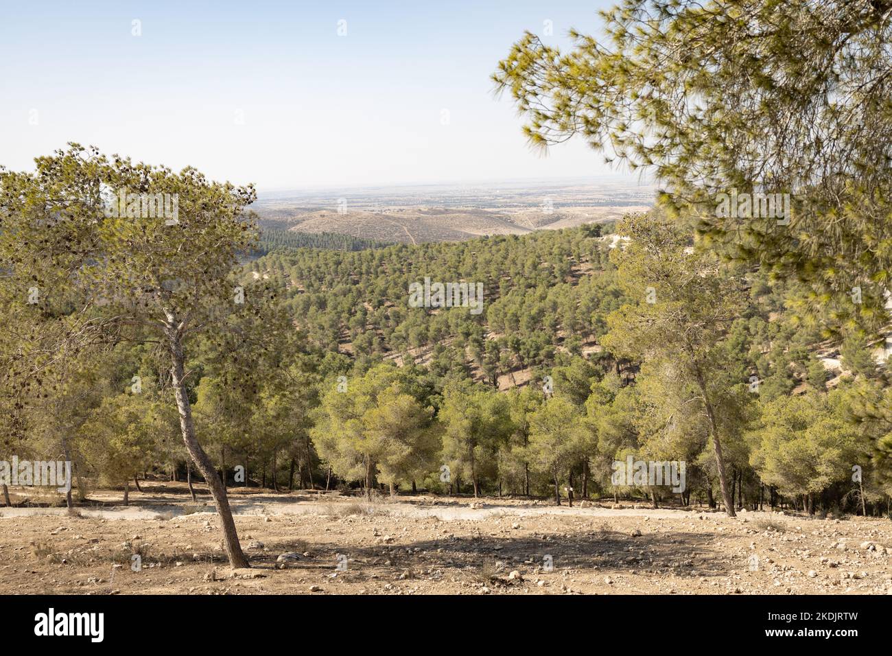 Lahav forest, a planted pine trees forest at the edge of the Negev ...
