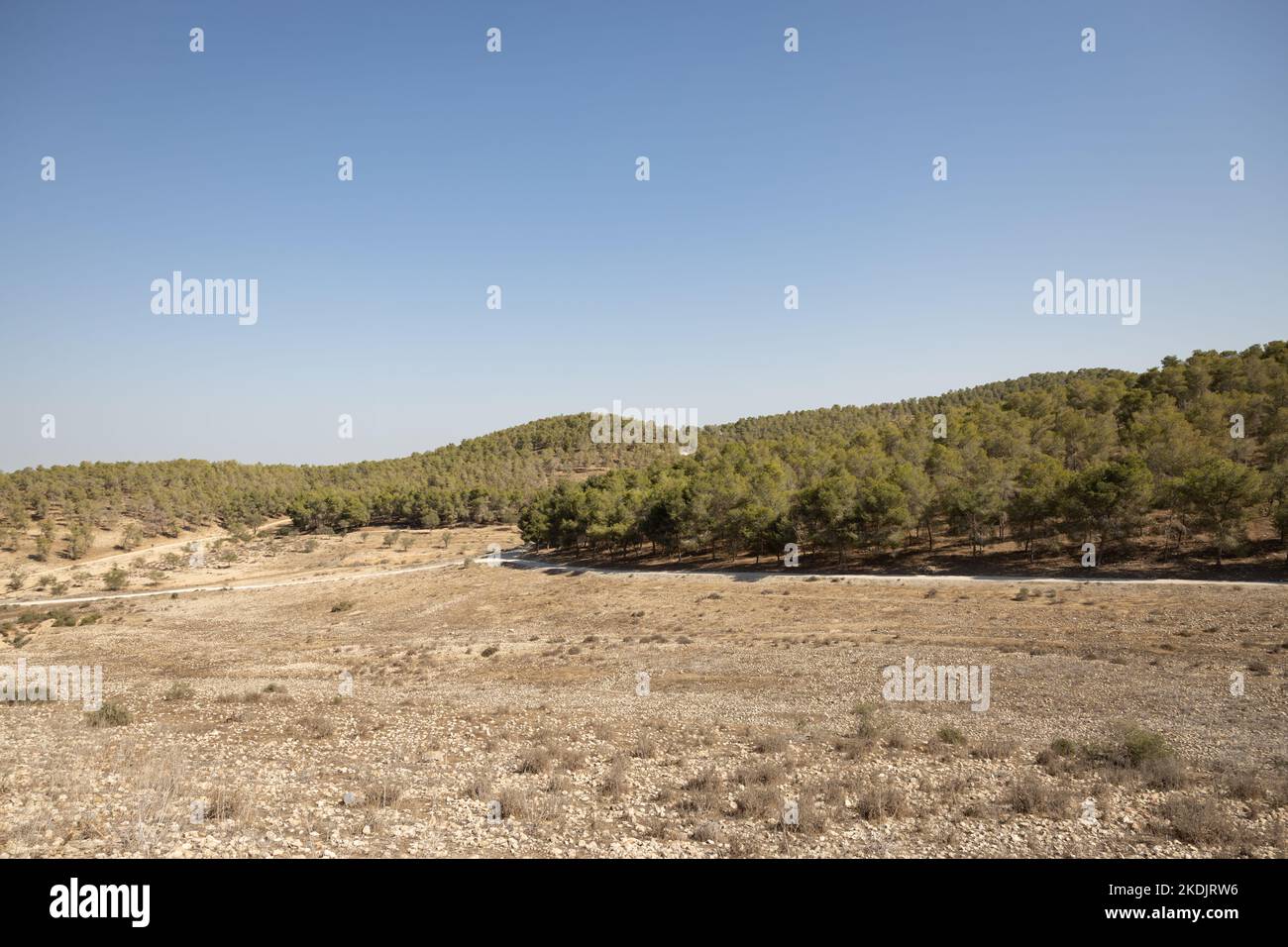 Lahav forest, a planted pine trees forest at the edge of the Negev