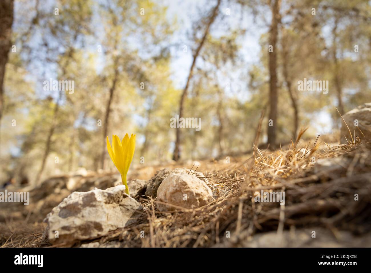 Sternbergia flower blooming in Lahav forest, Israel Stock Photo
