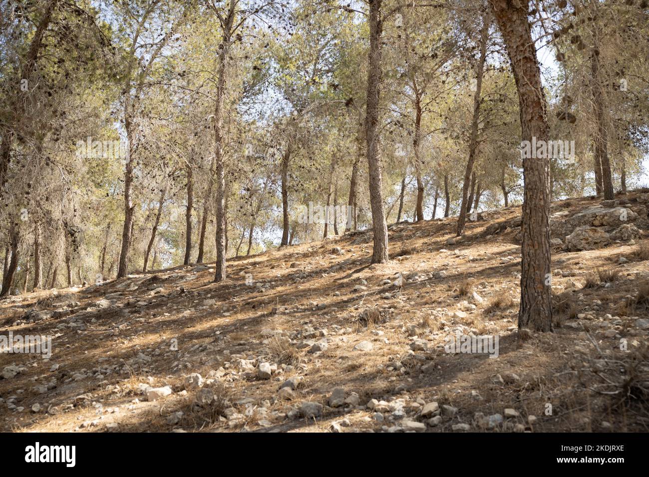 Lahav forest, a planted pine trees forest at the edge of the Negev