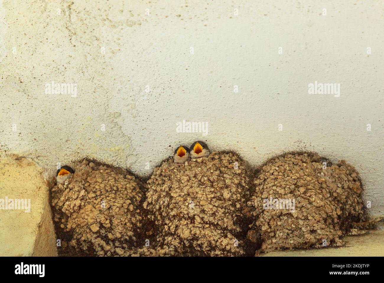 Close up barn swallow chicks in the nest under a roof in italian town. Hirundo rustica species in Europe, Italy. Stock Photo