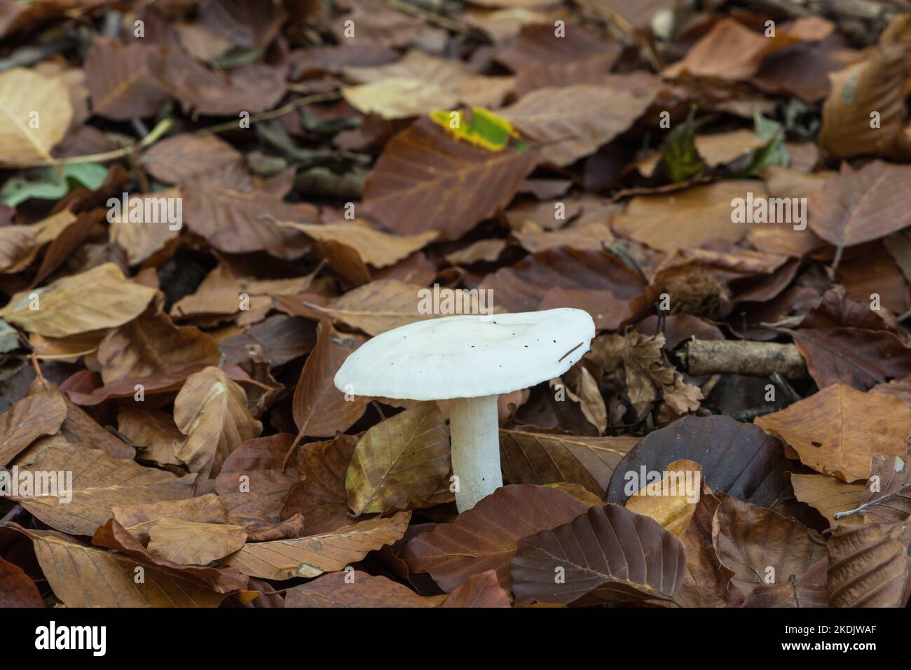 White Fungus - Tricholoma sp (a Knight) Stock Photo