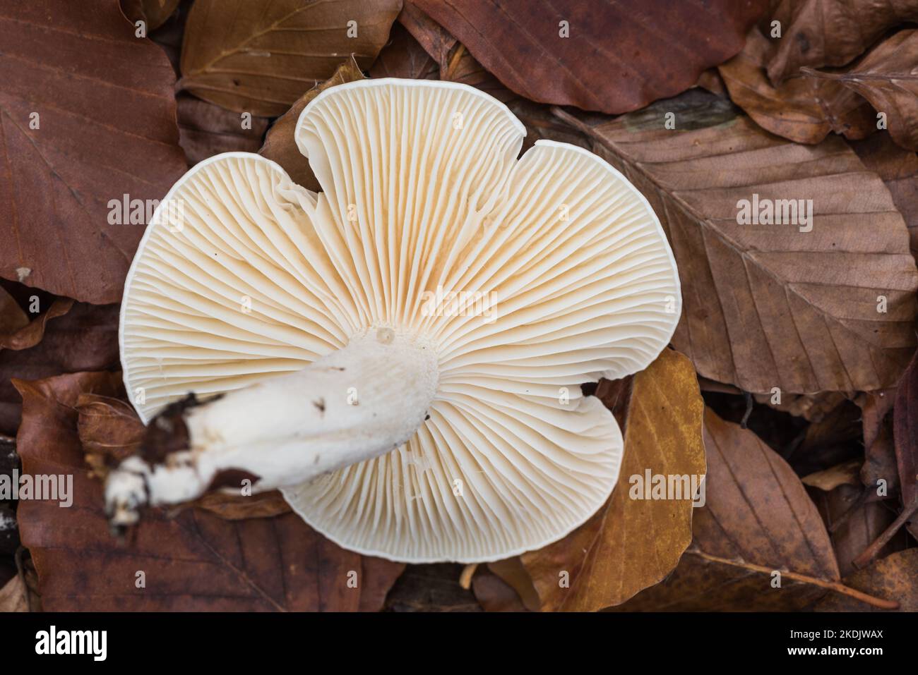 White Fungus - Tricholoma sp (a Knight) Stock Photo