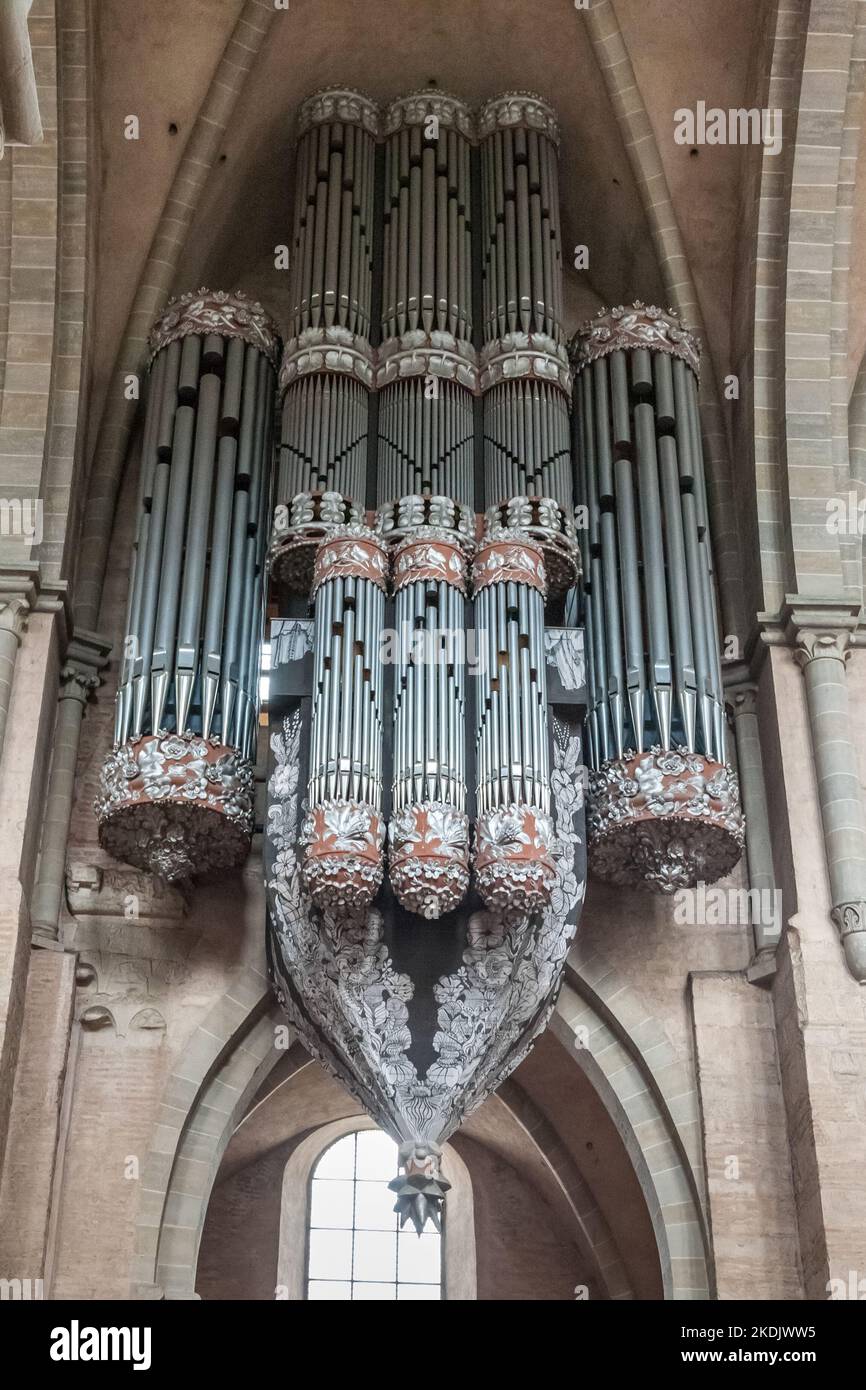 Great view of the socalled swallow's nest organ, the main organ
