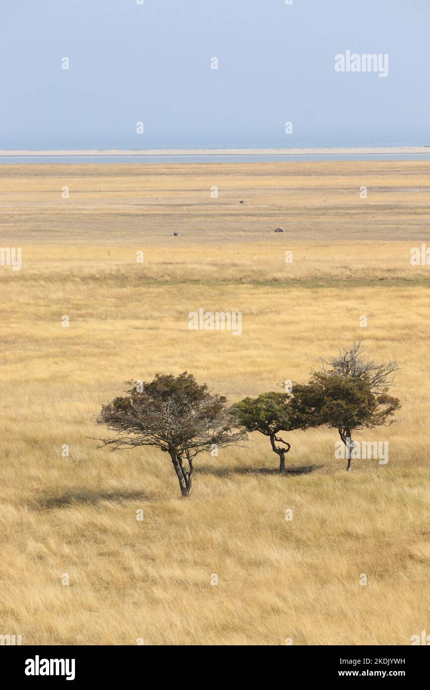 Isolated group of trees in Ottenby Lund Nature Reserve, on the island of Öland in Sweden. Beautiful dried grasslands in the summer, unusual landscape Stock Photo