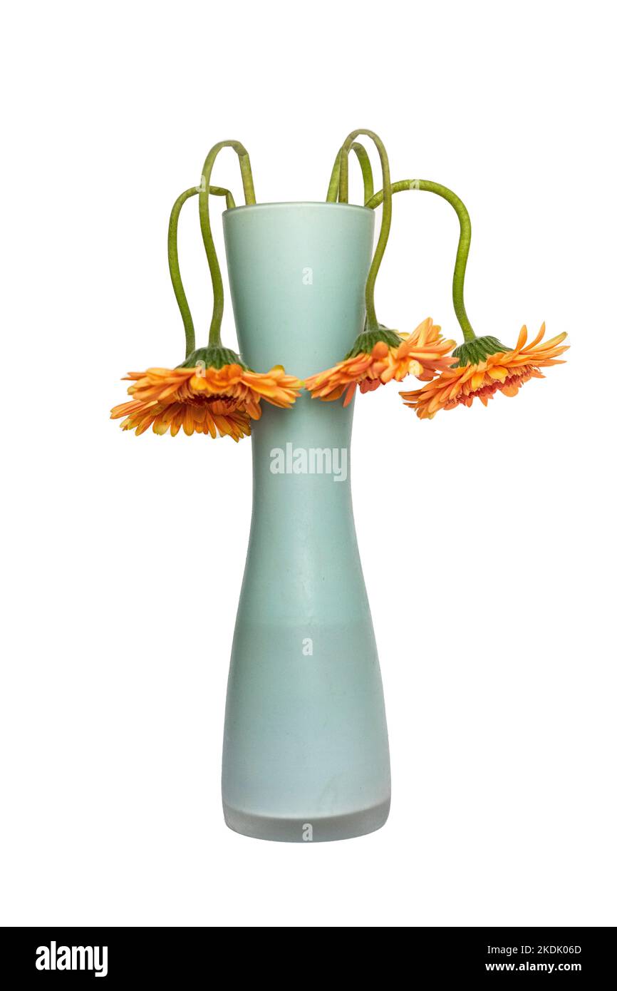 withered flowers in a vase against white background Stock Photo Alamy