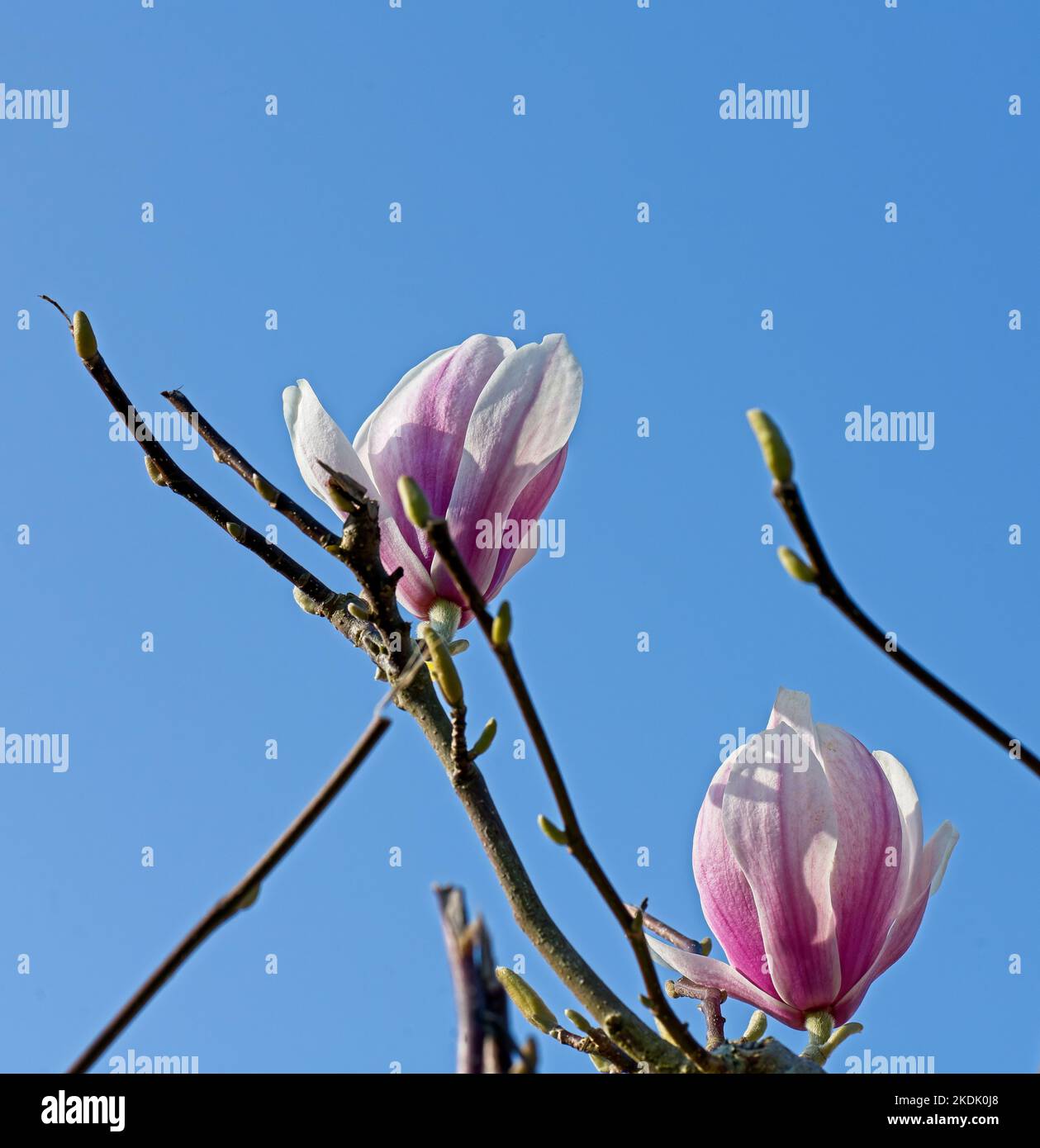 Pink and white magnolia flowers with a blue sky Stock Photo - Alamy