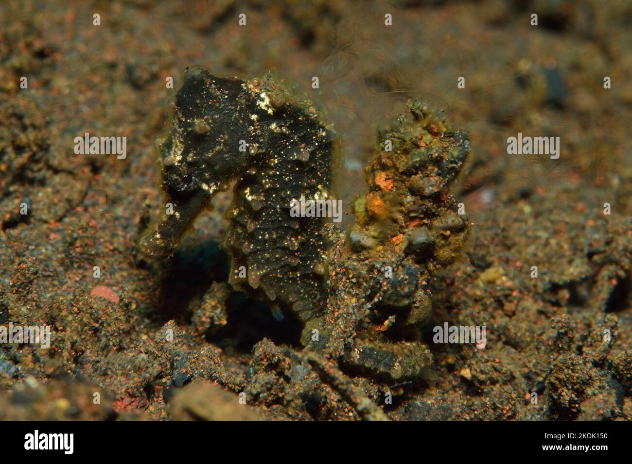 Hippocampus kuda, Gelbes Ästuarenseepferdchen, common seahorse, estuary seahorse, yellow seahorse Stock Photo