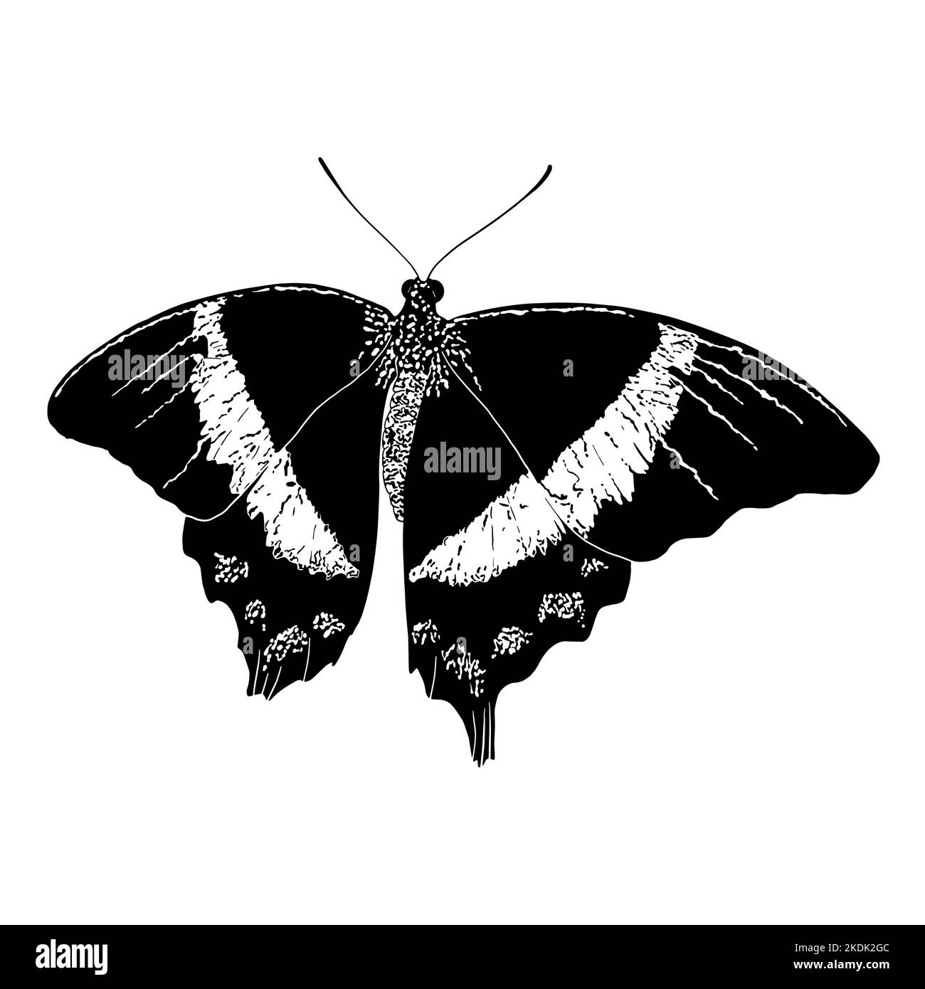 Butterfly silhouette illustration. Isolated on white background Stock ...