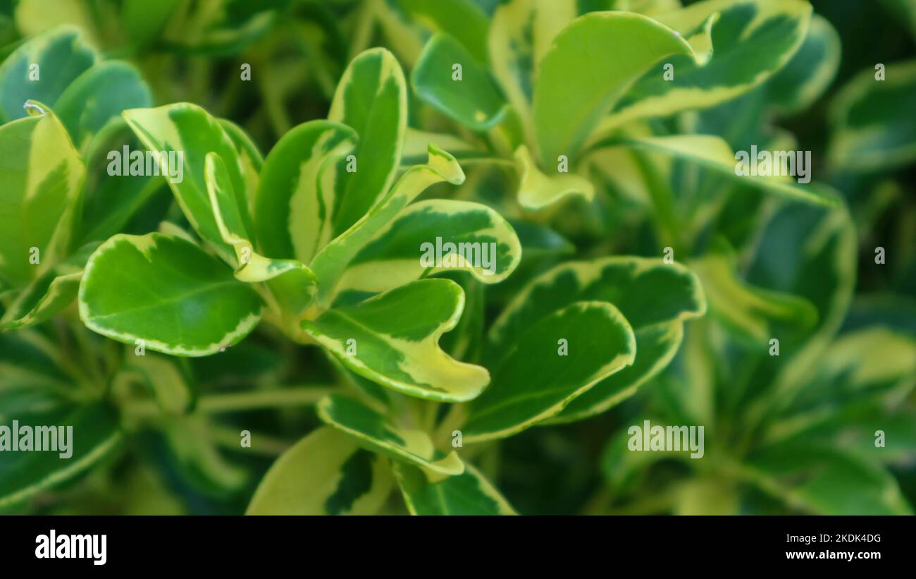 beautiful Schefflera arboricola plant as background Stock Photo