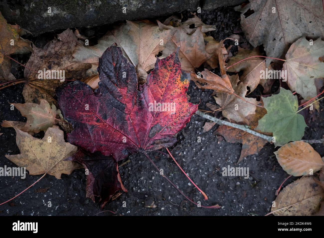 Vibrant rich colours of a dead Sycamore leaf Acer pseudoplatanus lying on the ground in the Autumn in England in the UK. Stock Photo