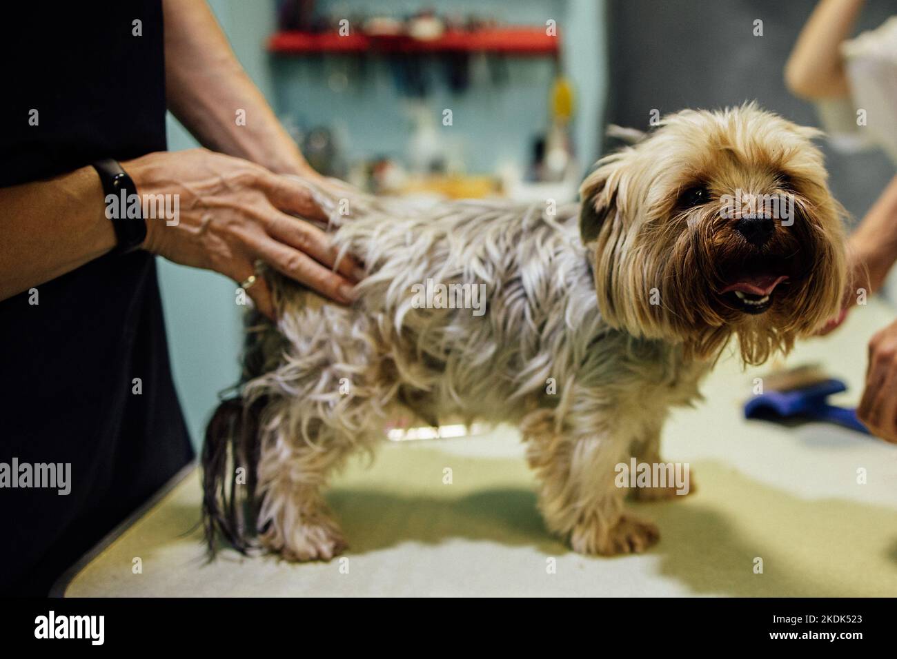How Much Should You Tip Your Dog Groomer? Tipping Guide & Etiquette