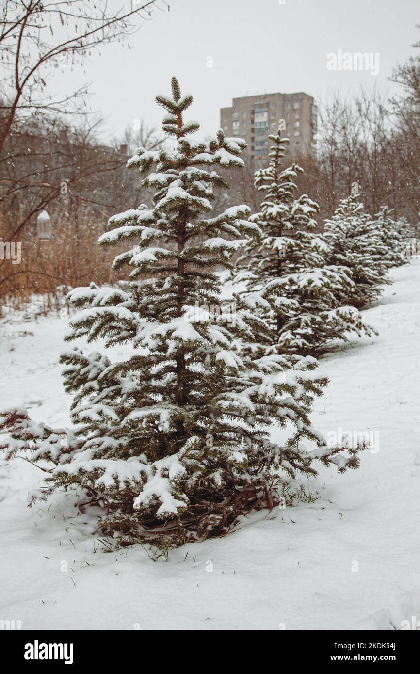 Fir trees stand in a row on an alley in a city park. Stock Photo