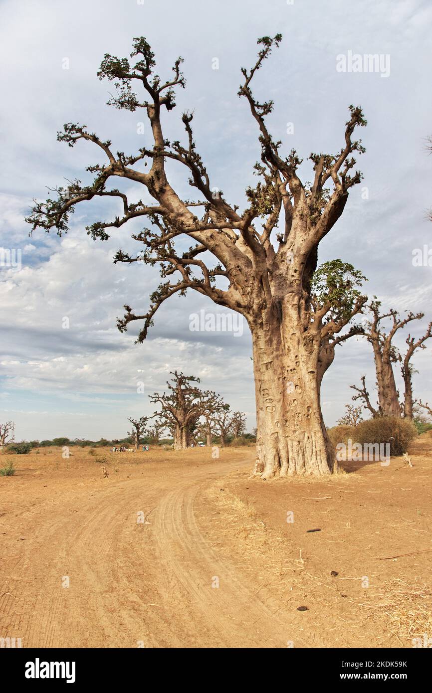 Baobab Grove Close Dakar, Senegal, West Africa Stock Photo - Alamy