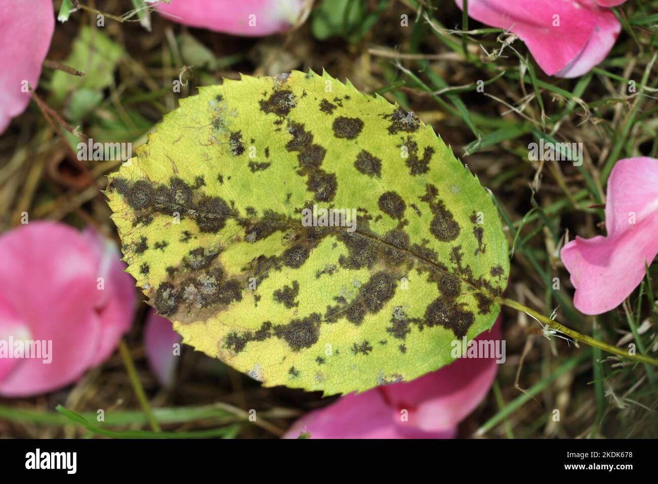 The rose black spot disease caused by the fungus Diplocarpon rosae. The black spots on the leaves are circular with a perforated edge. Close-up image Stock Photo