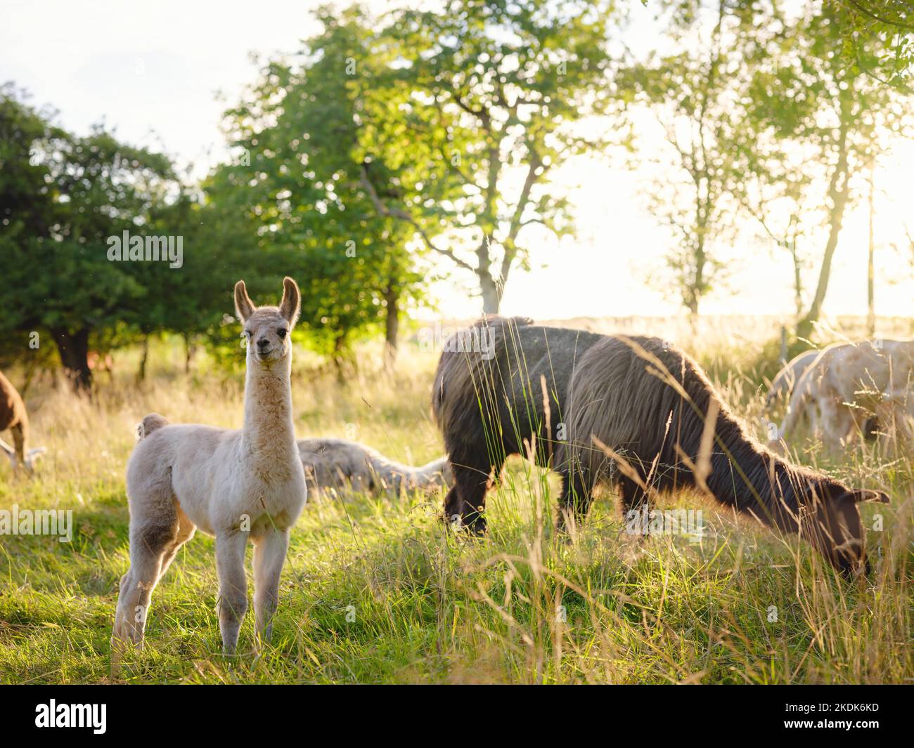 Beautiful sunrise farm scene with group of grey, brown and black ...