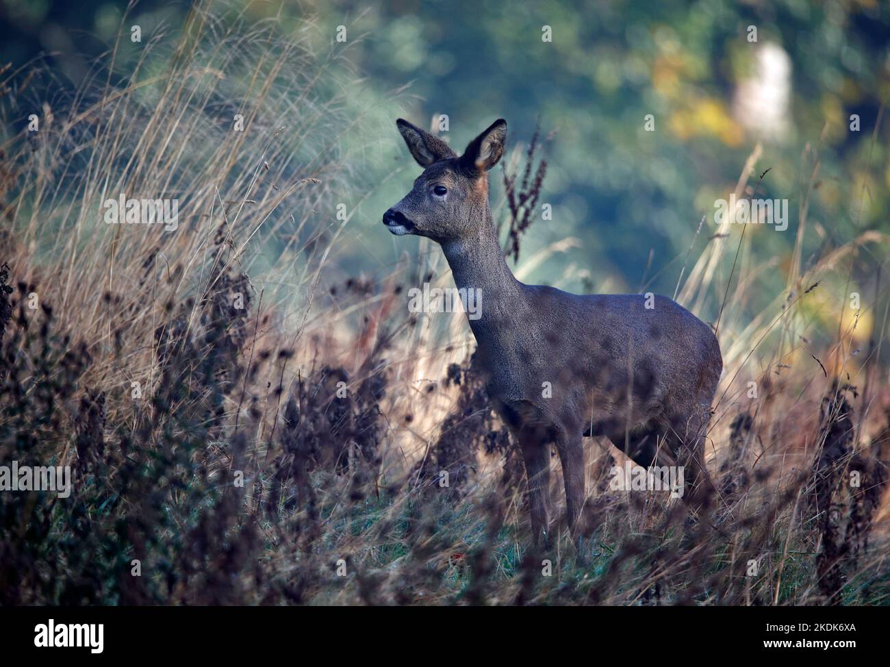 Roe deer rut calling hi-res stock photography and images - Alamy