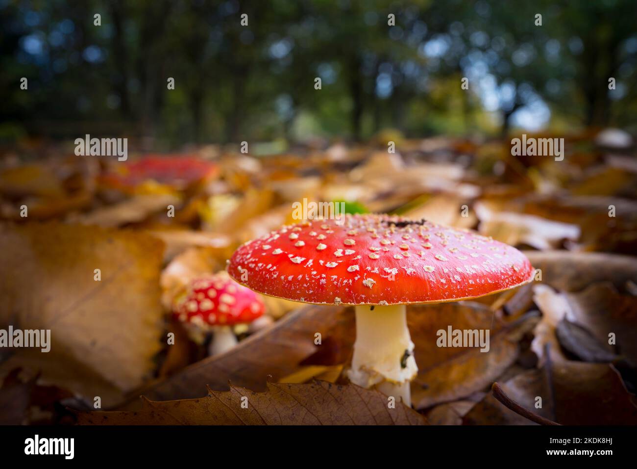 Close up of wild red spotted Fly Agaric toadstool (Amanita mascaria) growing in UK woodland, in autumn. Stock Photo