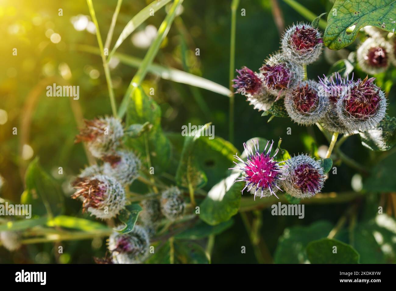 Arctium lappa commonly called greater burdock. Blooming burdock flowers on natural plant background Stock Photo