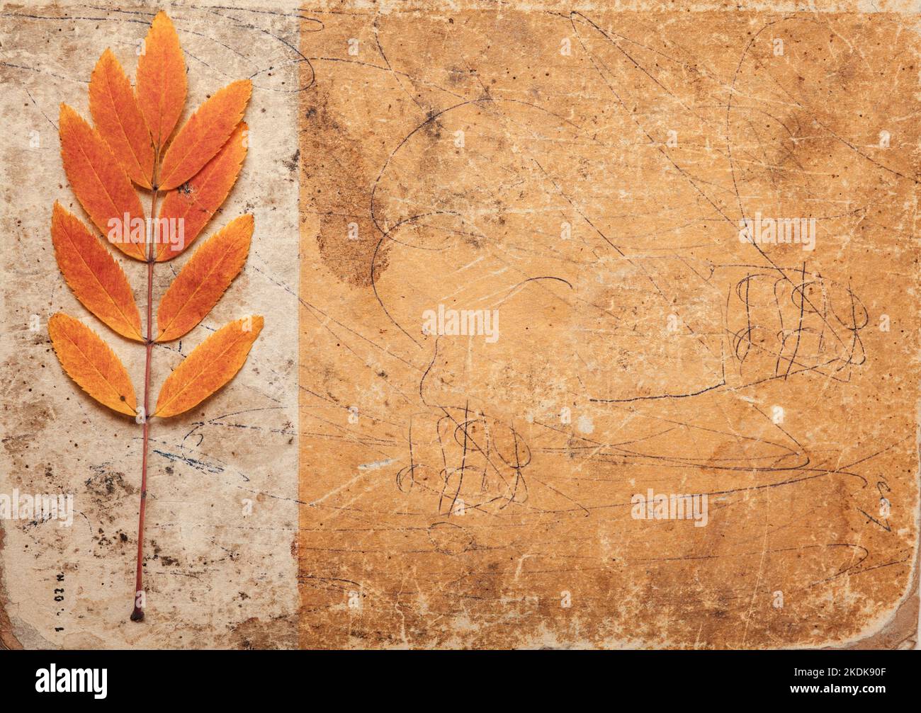 Brown designed grunge background with leaves. Vintage abstract texture Stock Photo
