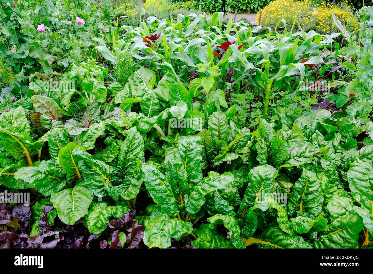 Potager style vegetable garden - John Gollop Stock Photo