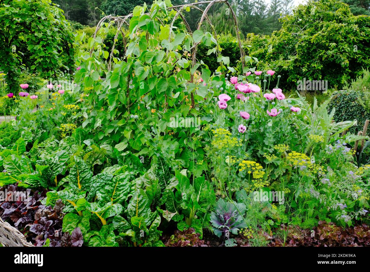 Potager style vegetable garden - John Gollop Stock Photo