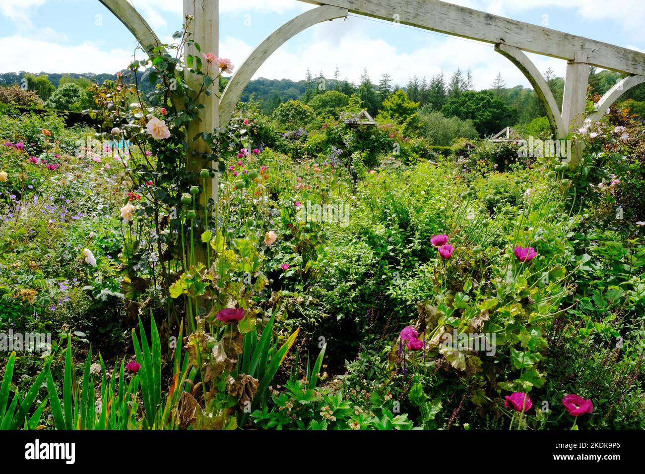 Roses climbing a wooden trellis, UK - John Gollop Stock Photo - Alamy