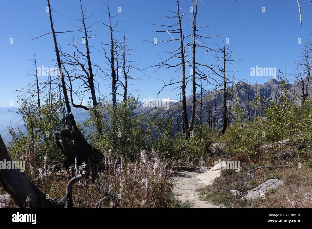 Charred trees after a wild fire in the Swiss alps. Leukerbad. Stock Photo