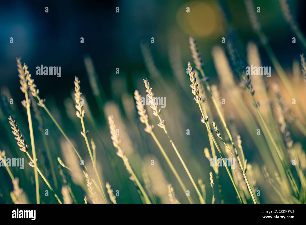 Lavender plant in a garden in evening sunlight. Lavender are popular, aromatic, droughttolerant