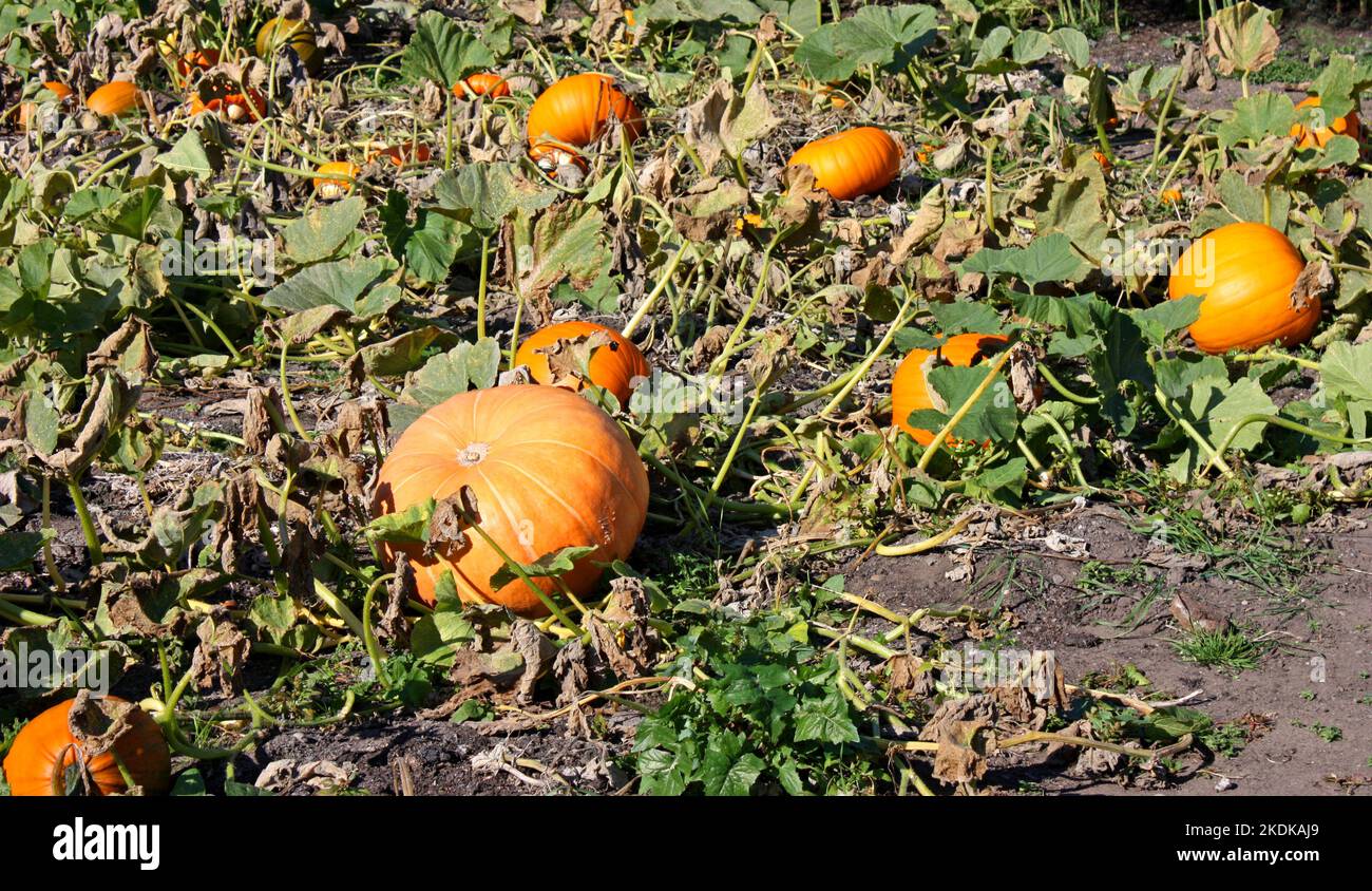 A Garden Crop of Large Orange Halloween Pumpkins. Stock Photo