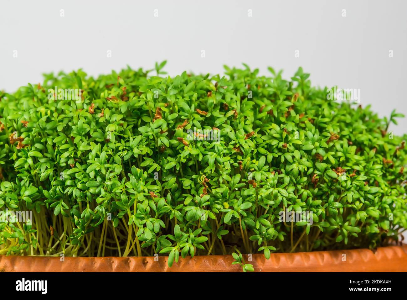 cress, young shoots in a closeup Stock Photo