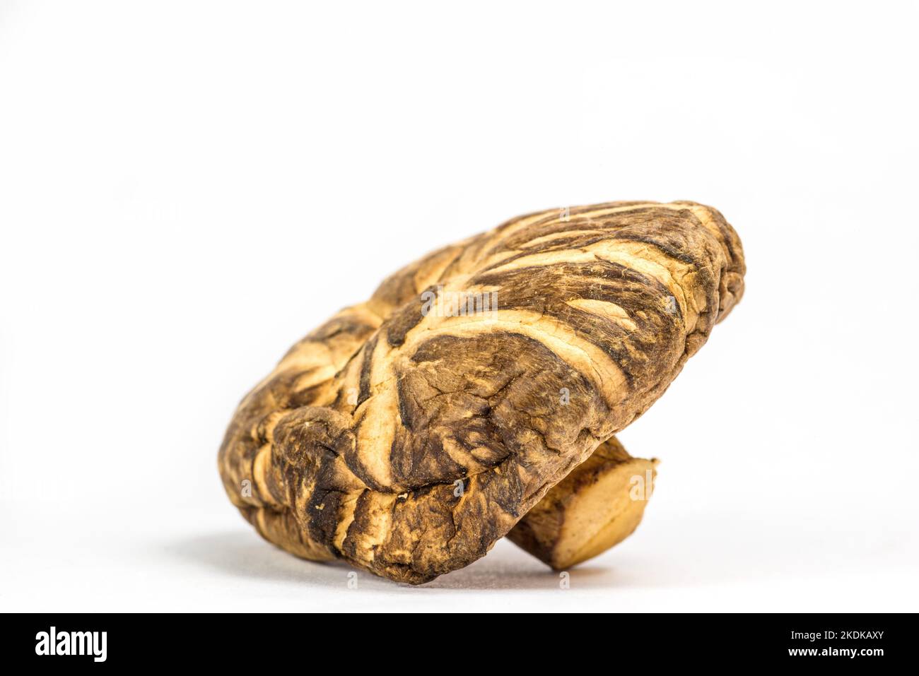 Shiitake mushroom, food and medicinal mushroom Stock Photo Alamy