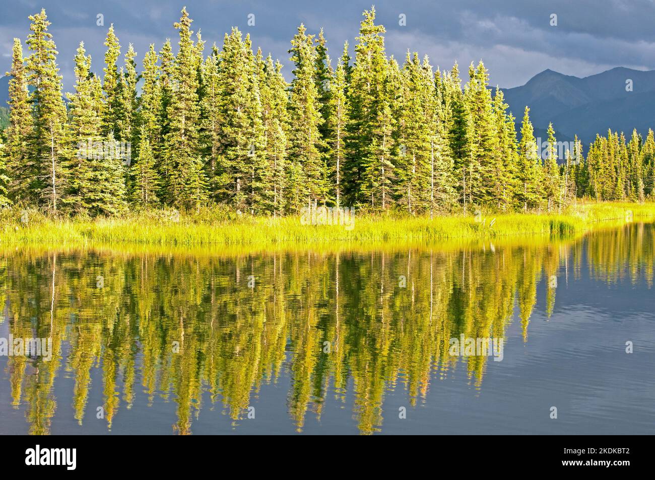Evergreen forest reflection in Alaska Stock Photo Alamy