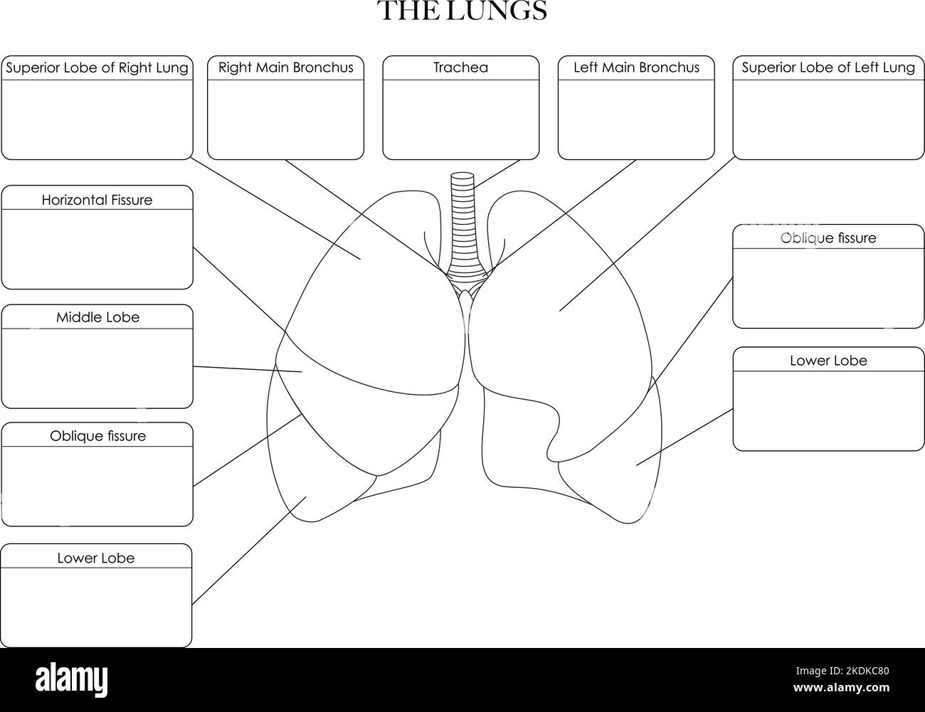 Lungs anatomy structure black and white illustration. Labeled line art for coloring, learning and notes Stock Vector