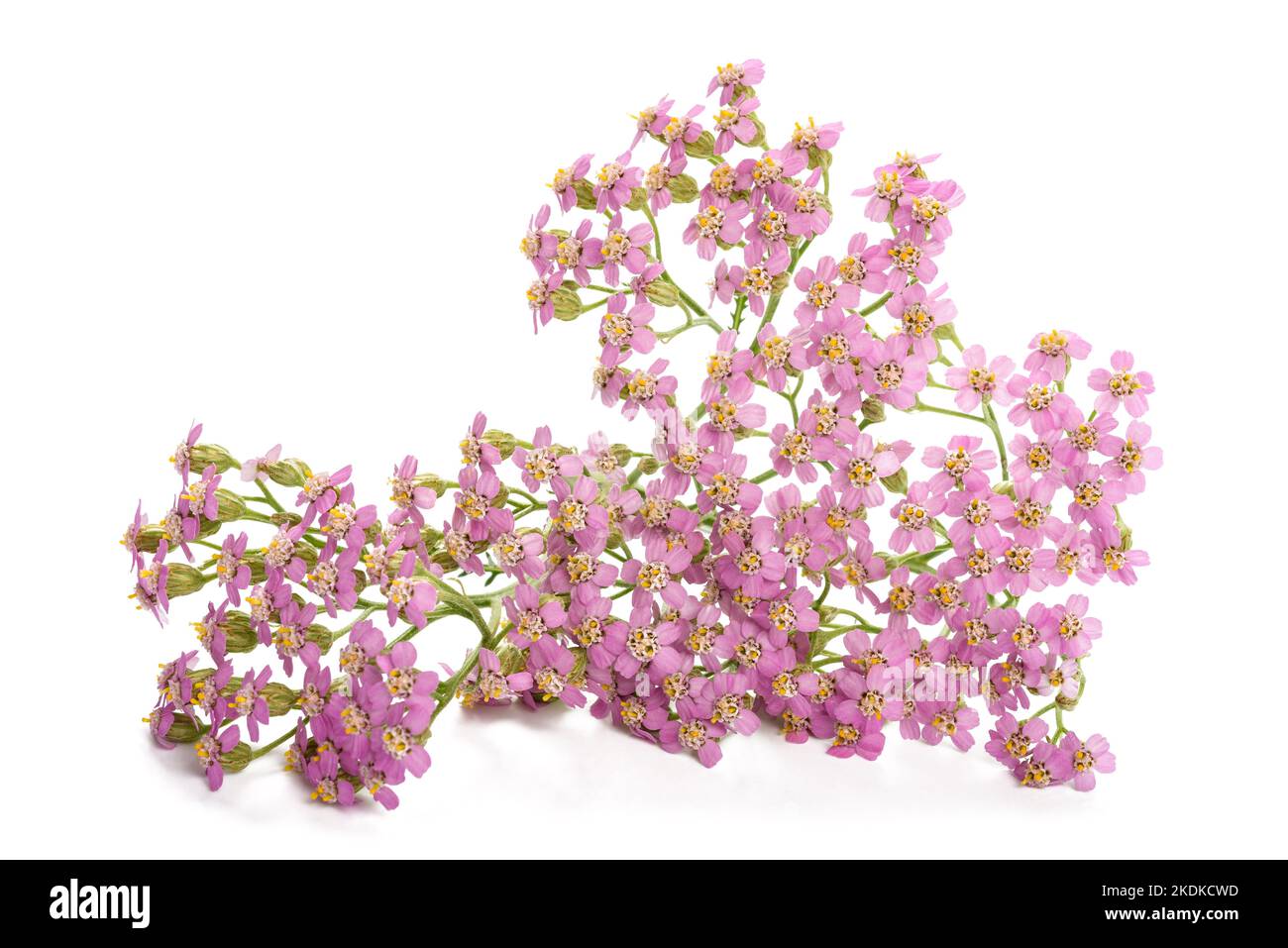 Pink yarrow flowers isolated on white background Stock Photo - Alamy