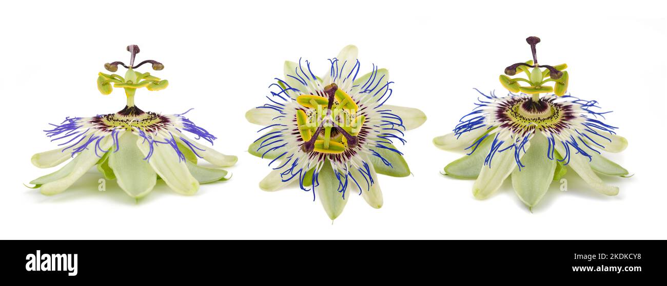 Passionflower passionflowers passiflora flower hires stock photography