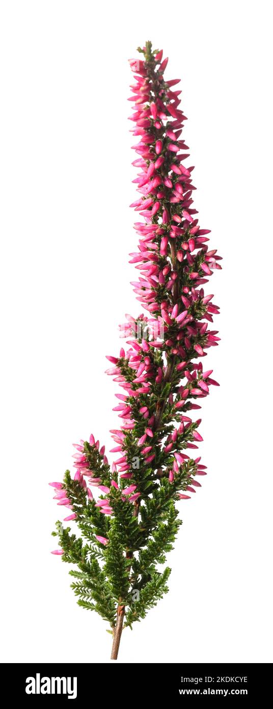 Heather branch with flowers isolated on white Stock Photo