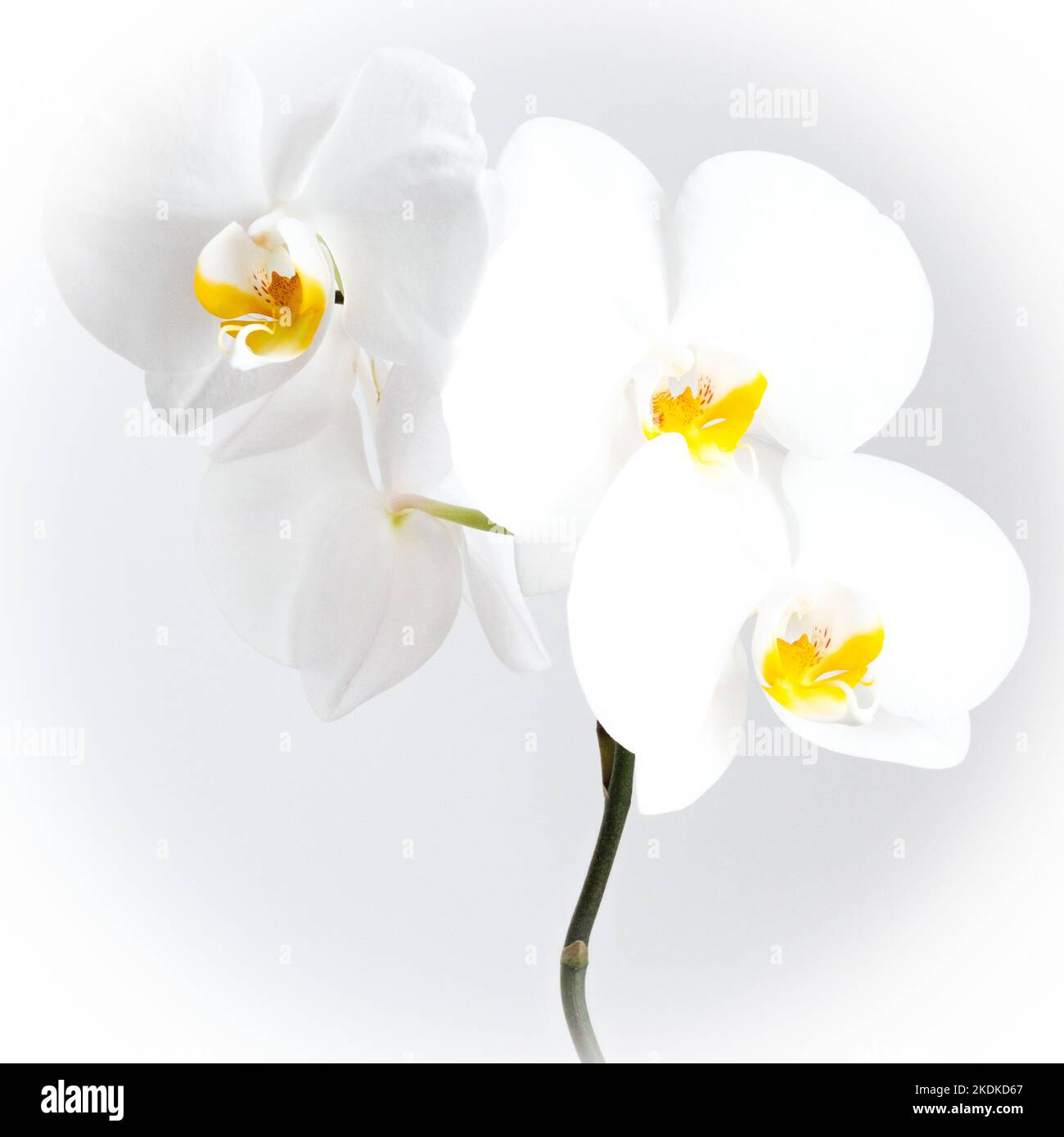 High key image of three orchid flowers with white petals, and dark stem. Stock Photo