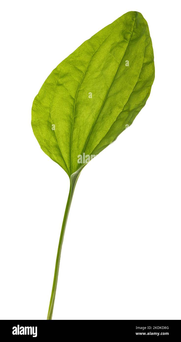 Broadleaf plantain leaves  isolated on white background Stock Photo