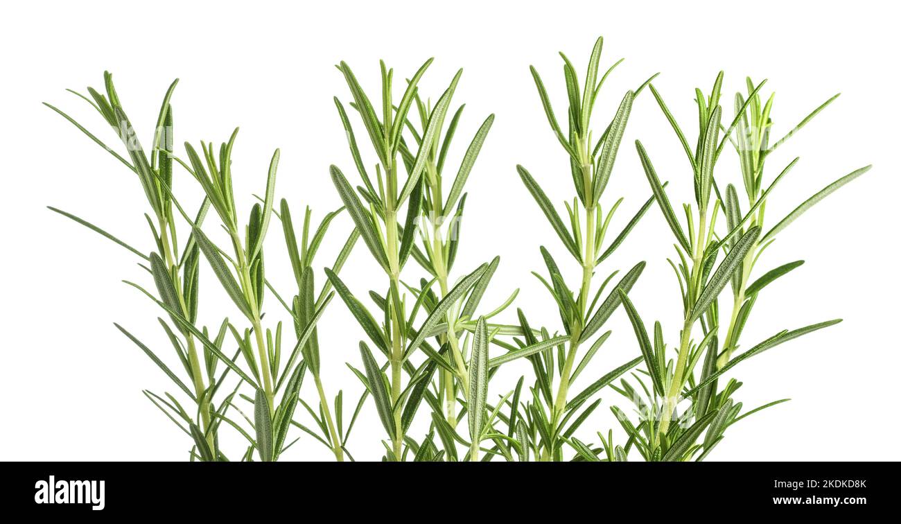 Rosemary plants isolated on white background Stock Photo