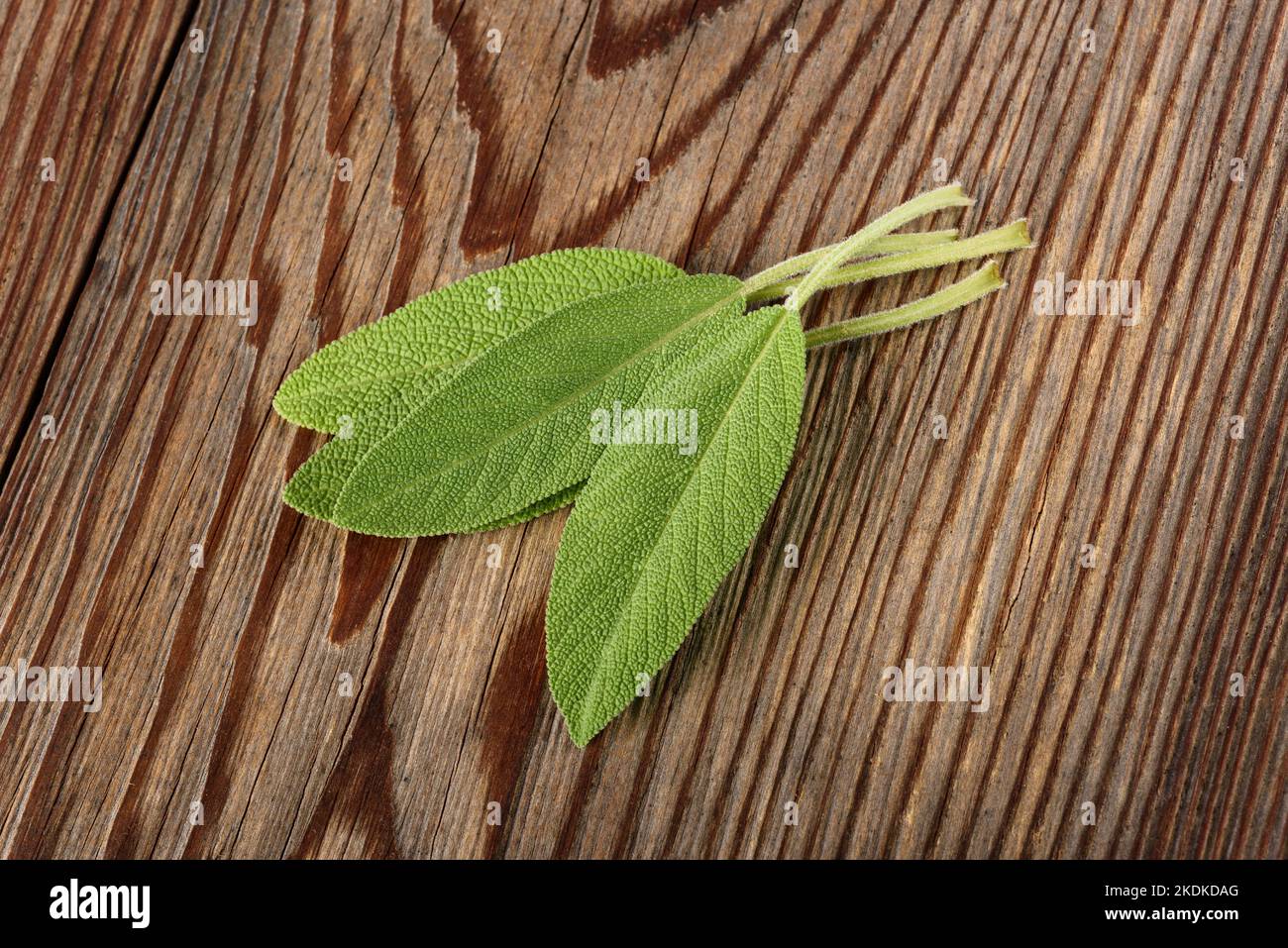 Fresh  sage leaves  on wood background Stock Photo