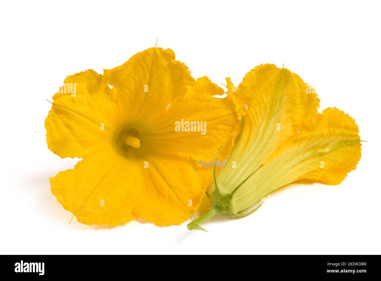 Squash blossom isolated on white background Stock Photo Alamy